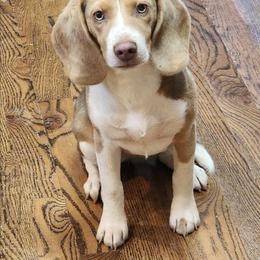 Evie - Beagle