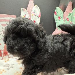 Tiki - Black male Maltipoo puppy in Colonial Beach, Virginia from BeachRidge Pups