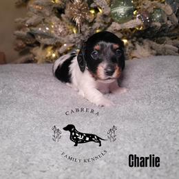 Charlie - Piebald male Dachshund puppy in Modesto, California from Cabrera Family Kennels