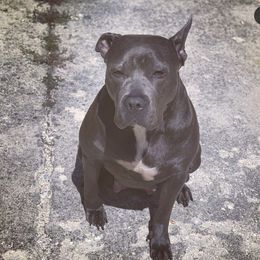 Storm - American Bully