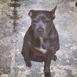 Storm - American Bully