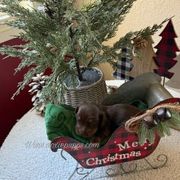 Boy 1 - Chocolate and cream male Dachshund puppy in Perris, California from Doxie_pupps