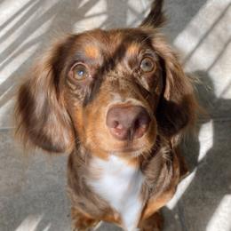 Ollie - Dachshund