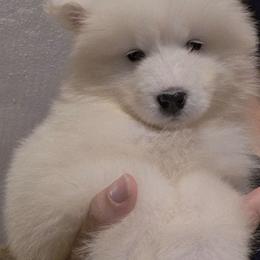 Lilac - White female Samoyed puppy in San Antonio, Texas from Hill Country Samoyeds