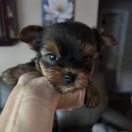 Patrick - Black and tan male Yorkshire Terrier puppy in Wagoner, Oklahoma from Rosenthal Yorkies