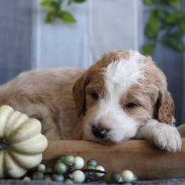 Cooper - Parti male Goldendoodle puppy in Cherry Creek, New York from Doodles Pups of NY