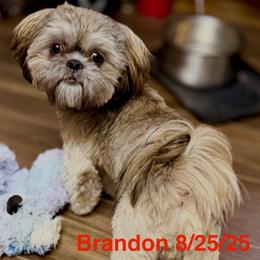 Brandon - Brindle male Shih Tzu puppy in Victorville, California from RUMBLE n TUMBLE