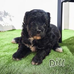 Dill - Black and white male Aussiedoodle puppy in Lebanon, Oregon from Abbott Family Farm