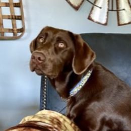 Presley - Labrador Retriever