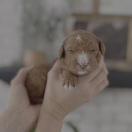 Hazel - Apricot female Goldendoodle puppy in S AI Nt John, Indiana from Lulu's Goldendoodles