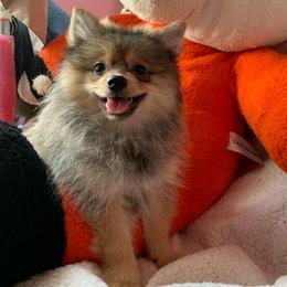 SUNNY - Orange sable female Pomeranian puppy in Los Angeles, California from Lucky Poms of LA