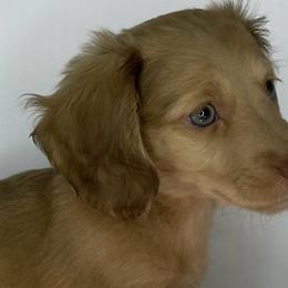Piper - Cream Dachshund puppy in Fort Worth, Texas from Louis' Litters