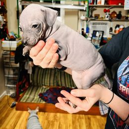 American Hairless Terrier Puppies from Gold Rush Kennels