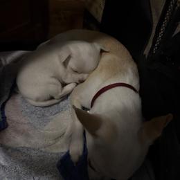 Chihuahua Puppies from McQueen’s Chi”s