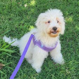 Mini White Cuddles - Cream female Goldendoodle puppy in Los Molinos Ca, California from Sunshine Sanctuary Doodles