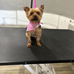 Bella - Yorkshire Terrier
