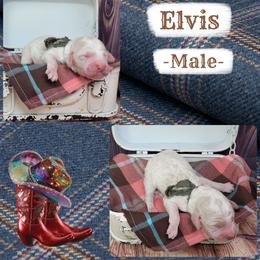 Elvis - Parti male Goldendoodle puppy in Grabill, Indiana from Rose's Doodles