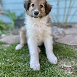 Elan - Sable and white Old Time Scotch Collie puppy in Coram, Montana from Sandy Bottoms Farm