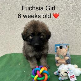 Fuchsia Collar Girl - Sable female German Shepherd puppy in Columbus, Mississippi from Olde Wolfe German Shepherds
