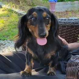 Dachshunds from Rio Dosa Downs Dachshunds
