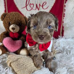 Munster - Red merle male Aussiedoodle puppy in Haleyville, Alabama from The Cuddly Dood Ranch