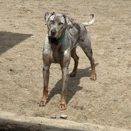 Val - Blue merle female Catahoula Leopard Dog puppy in Forbes, Minnesota from North Country Catahoulas