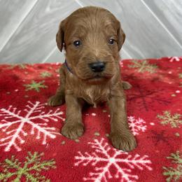 Theo - Red  male Goldendoodle puppy in Millersburg, Ohio from Ohio Puppy Paws