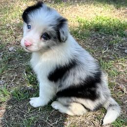 Border Collie and Papillon Puppies from Royal T Kennel