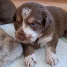 Neymar FIFA - Red tri-color male Australian Shepherd puppy in Solon, Maine from Mountain Range Australian Shepherds