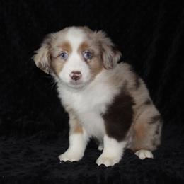 Joker - Red merle Miniature Australian Shepherd puppy in Paris, Texas from Kuttin’ Up Mini Aussies