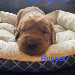 Russet - Dark golden male Golden Retriever puppy in Lebec, California from Socalretrievers