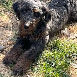 Ally - Merle female Bernedoodle puppy in Caldwell, Idaho from Treasure Valley Poodles