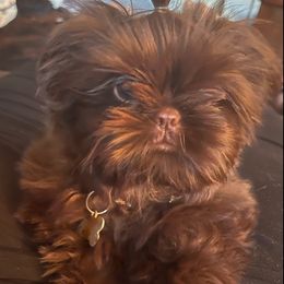 Shih Tzu All Grown Up from FurryTails Shih-tzu
