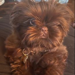 Shih Tzu All Grown Up from FurryTails Shih-tzu