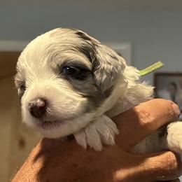 George, 3 week old - Blue merle and white male Sheepadoodle puppy in Crawford, Colorado from Saddle Mountain Doodles