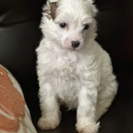 Bear - White and black male Chinese Crested puppy in New Haven, West Virginia from EverCrest
