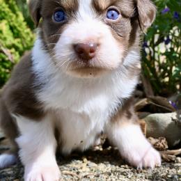 Gwyneth - Red tri-color female Miniature American Shepherd puppy in Damascus, Oregon from Rebel Soul Minis