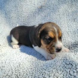 Moe - Black tan and white female Beagle puppy in Palmyra, Nebraska from Nebraska K9's