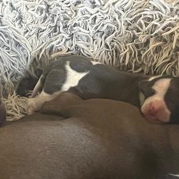 Italian Greyhound Puppies from Fisher Link