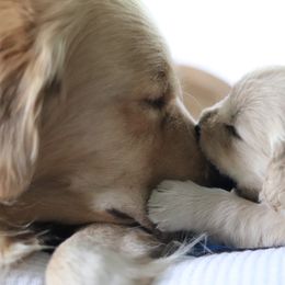 Golden Retriever Puppies from Golden Hour Golden Retrievers