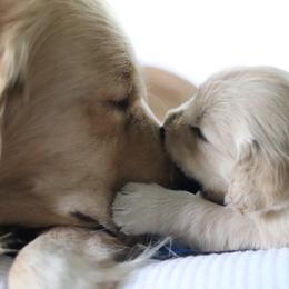 Golden Retriever Puppies from Golden Hour Golden Retrievers