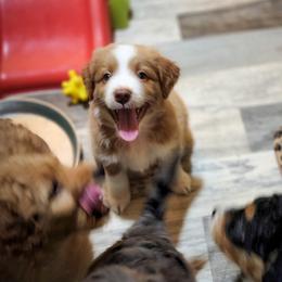 Assorted Doodle Crosses Puppies from Do Wah Diddy Doodles
