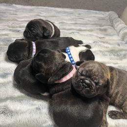 French Bulldog Puppies from Frenchie Tempest