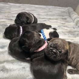 French Bulldog Puppies from Frenchie Tempest