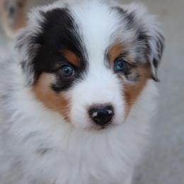 Boysenberry - Blue merle male Australian Shepherd puppy in Colorado from Firestone Australian Shepherds