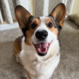 Diego - Pembroke Welsh Corgi