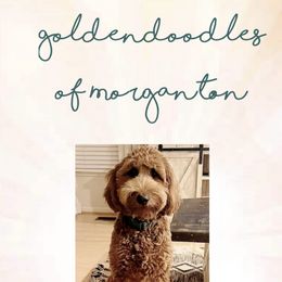 Goldendoodles from Goldendoodles of Morganton