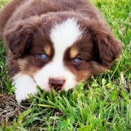 Nate - Red tri male Miniature Australian Shepherd puppy in Smithville, Arkansas from Cooper Creek Aussies