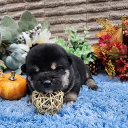Teddy - Black and tan male Shiba Inu puppy in Illinois from Precious-Puppies