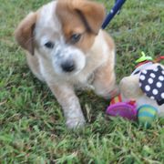 Purple Collar - Working Dog Cross puppy in Alabama from Alsup Farms and Cattle Dogs